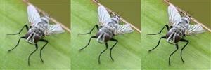 Android App to Spy Camera